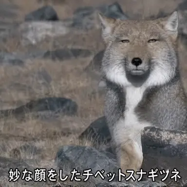 Profile image of ヨウ
