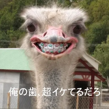 Profile image of チェ・ヨウ