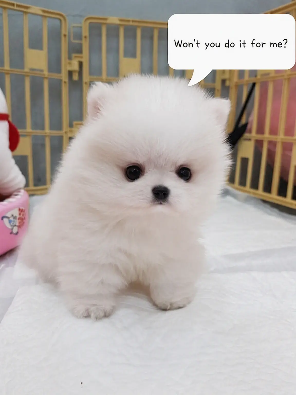 LivelyWire2536의 "Is That Your Idea of an Apology?!"