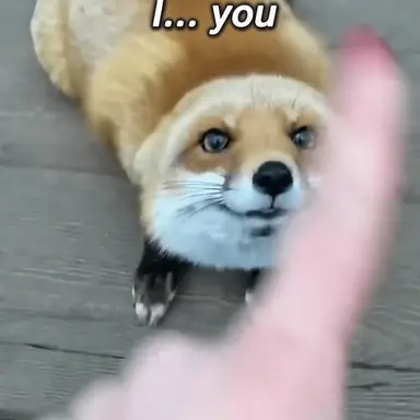 Profile image of Fox