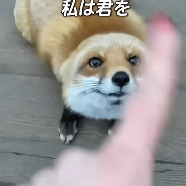 Profile image of キツネ