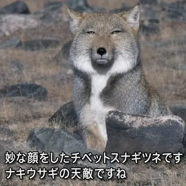Profile image of 狐