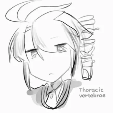 Profile image of Thoracic Vertebrae