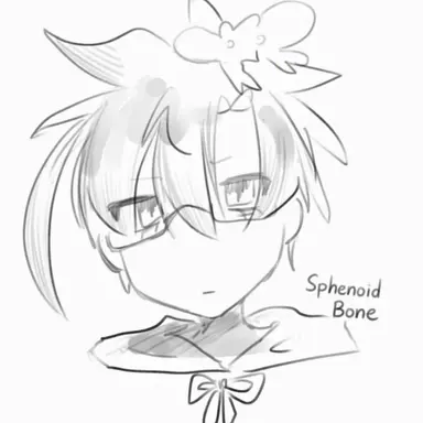 Profile image of Sphenoid