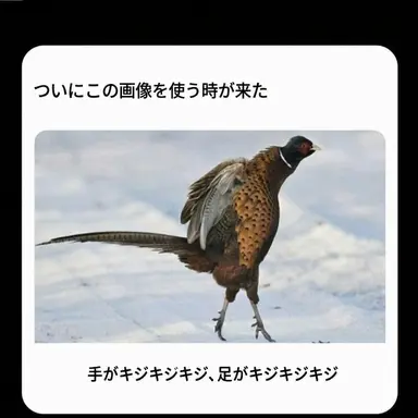 Profile image of キャップ
