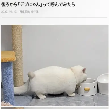 Profile image of 孫権