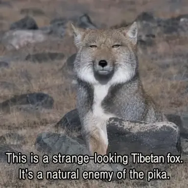 Profile image of Fox