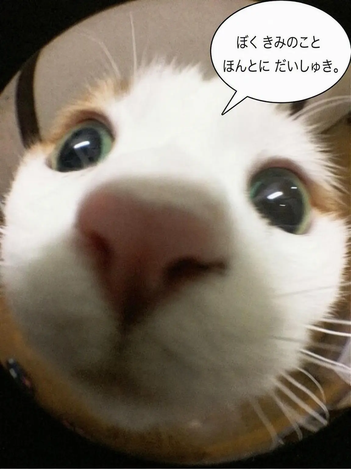 Lemon0112의 世界猫の日記念(クムジ)