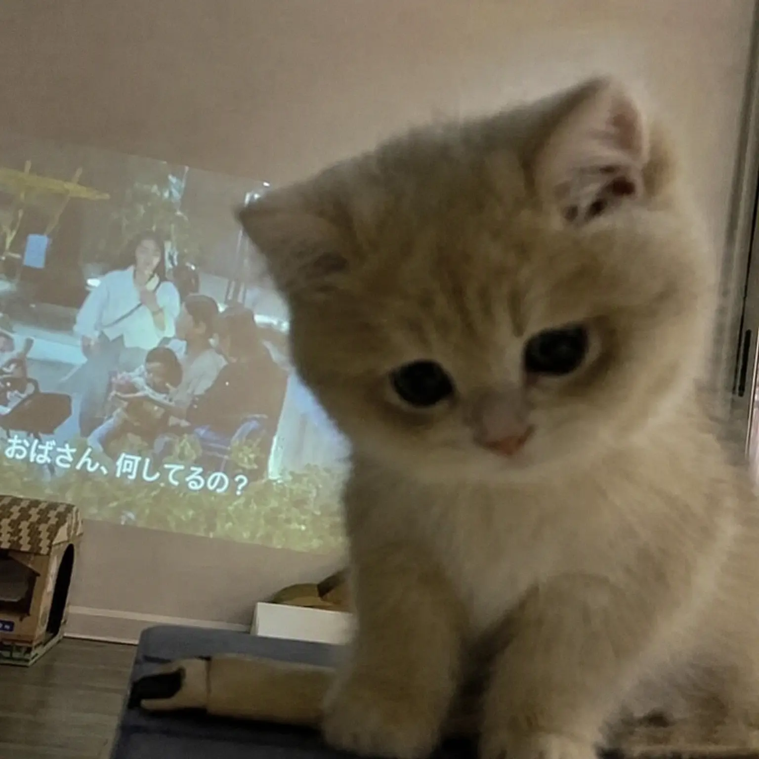 bambi0830의 キム・ギュビン