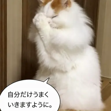 Profile image of ネコ
