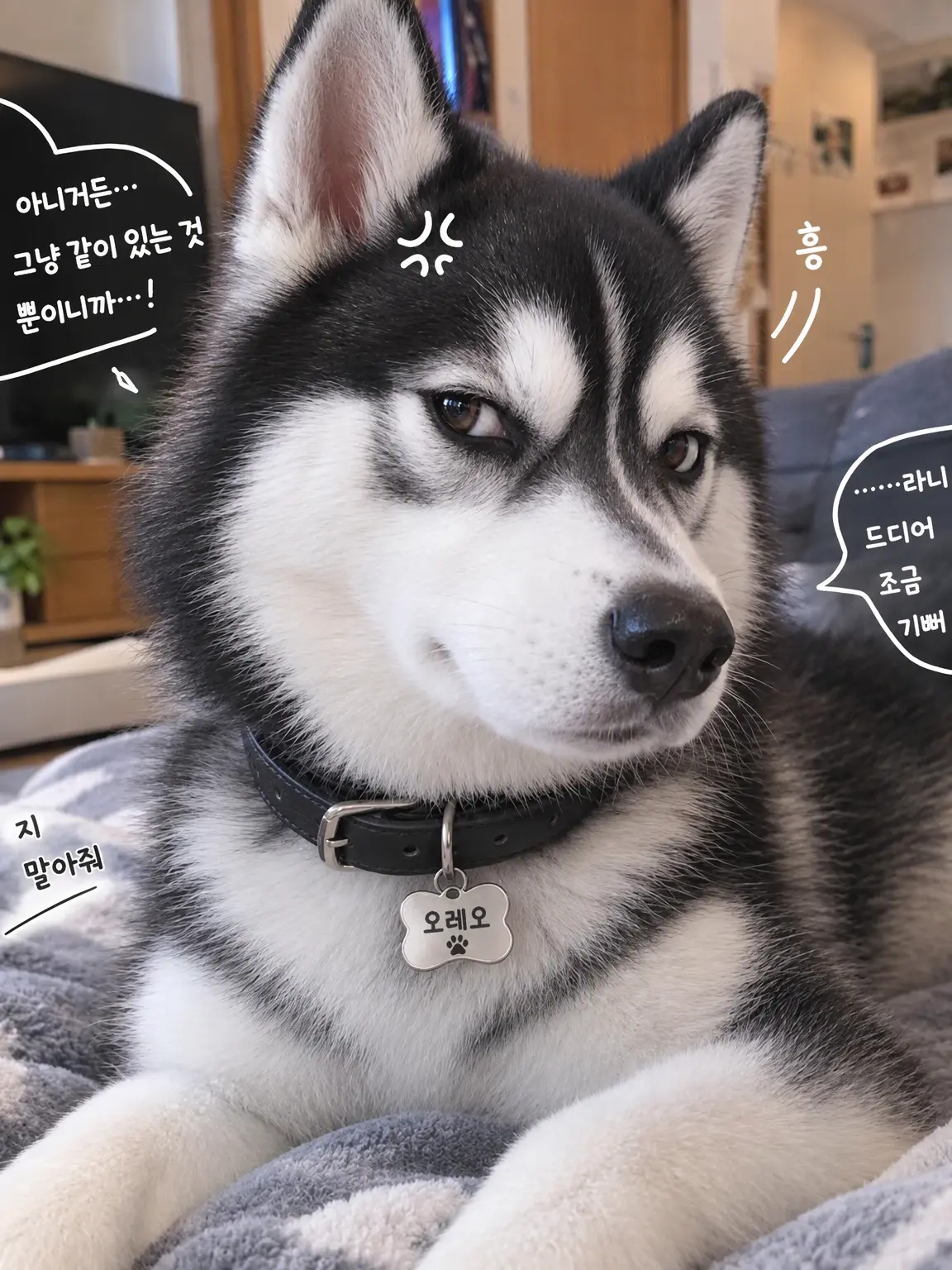 Husky-8383의 별로, 그냥 여기 있고 싶은 것뿐이니까.