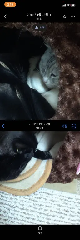 Profile image of 지역의 고양이 수인들