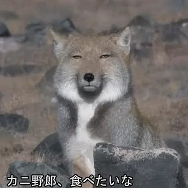 Profile image of キツネ