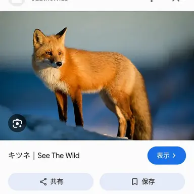 Profile image of 狐