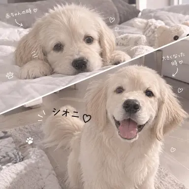 Profile image of イ・シオン