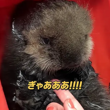 Profile image of キム・ジウ
