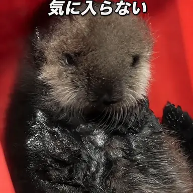 Profile image of ベイ