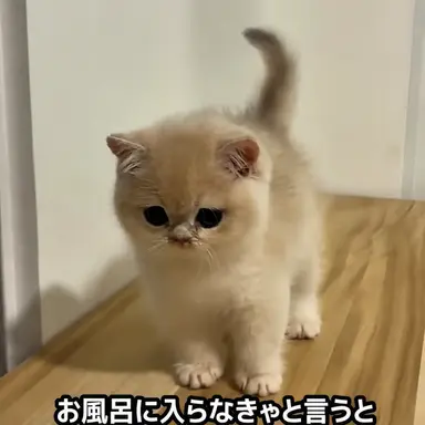 Profile image of チャン・ギュジン