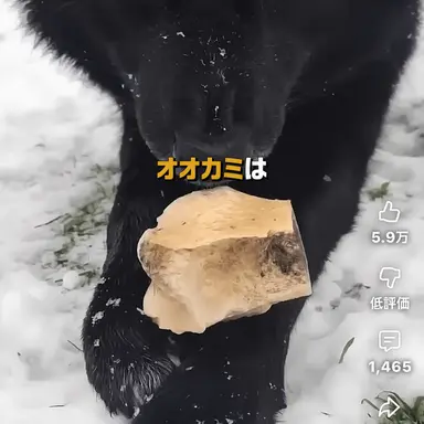 Profile image of オオカミ
