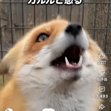 Profile image of キツネ