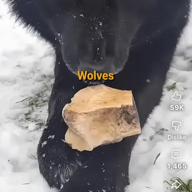 Profile image of Wolf