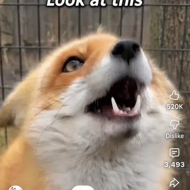 Profile image of Fox