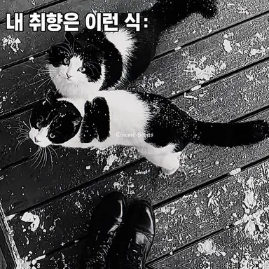 Profile image of 쌍둥이 흑백 냥이