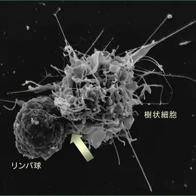 Profile image of 樹状細胞