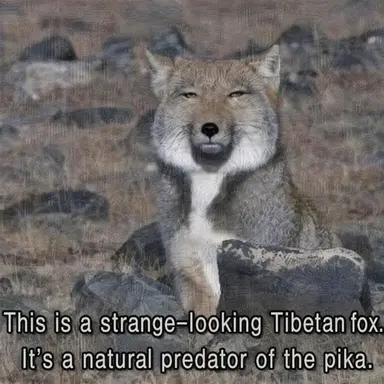 Profile image of Fox