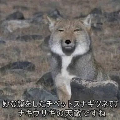 Profile image of 狐