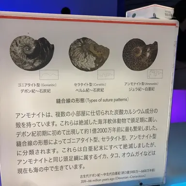 Profile image of シェリー