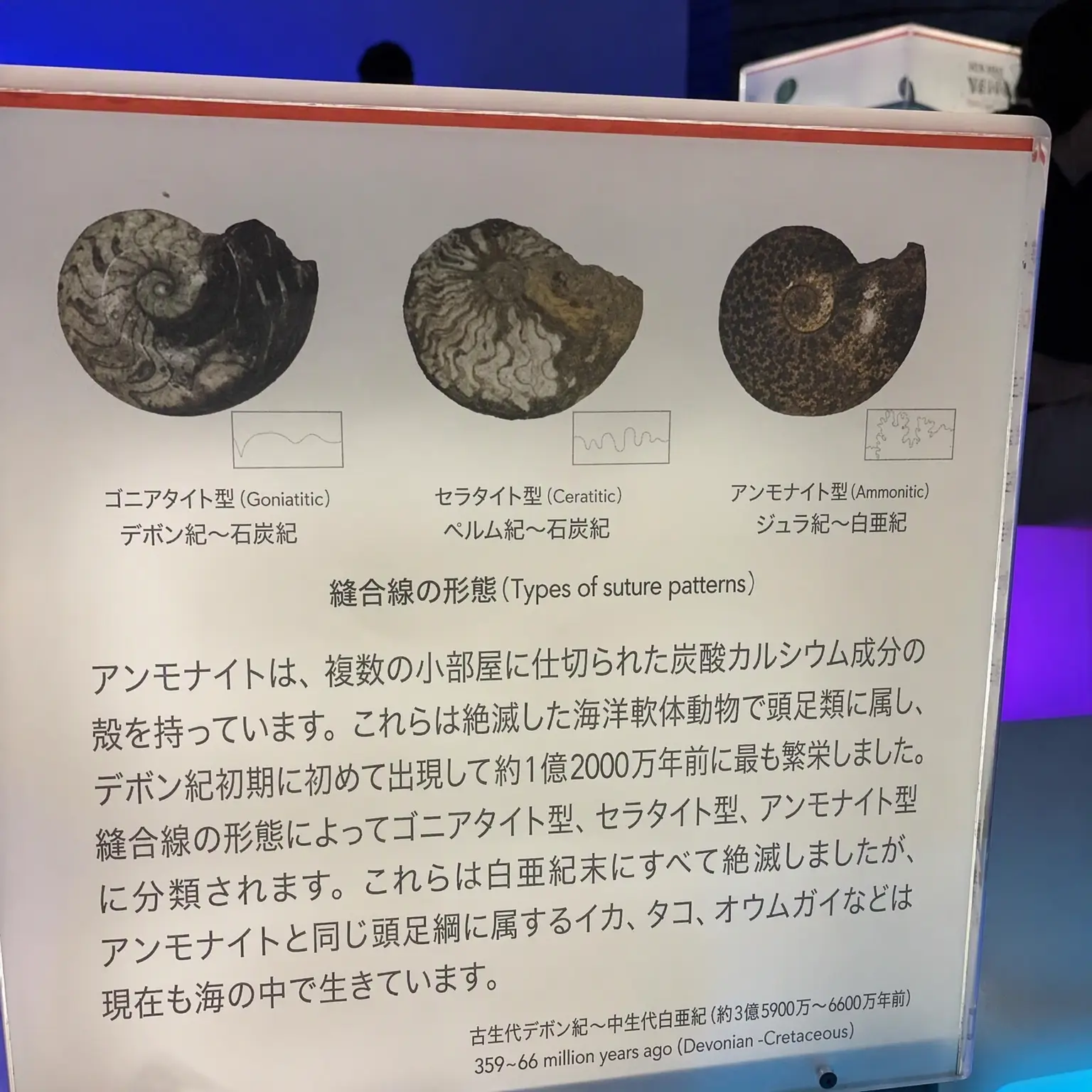 D_dD의 フォッシルケーキ <コスモxシェリー>