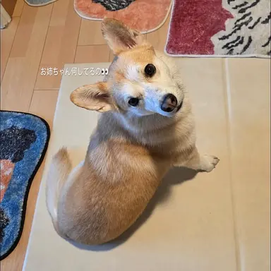 Profile image of ホンサム