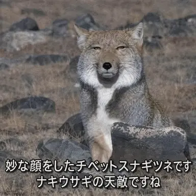 Profile image of 天音ルナ