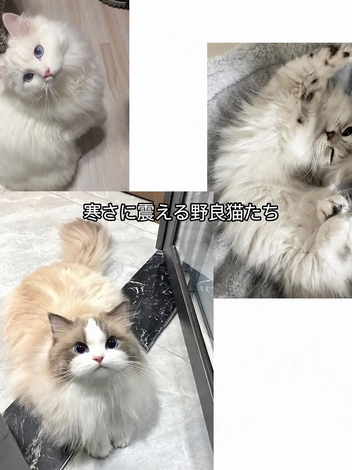 CattyArco2144의 偶然出会った箱入りの野良猫たち