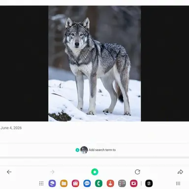 Profile image of Wolf