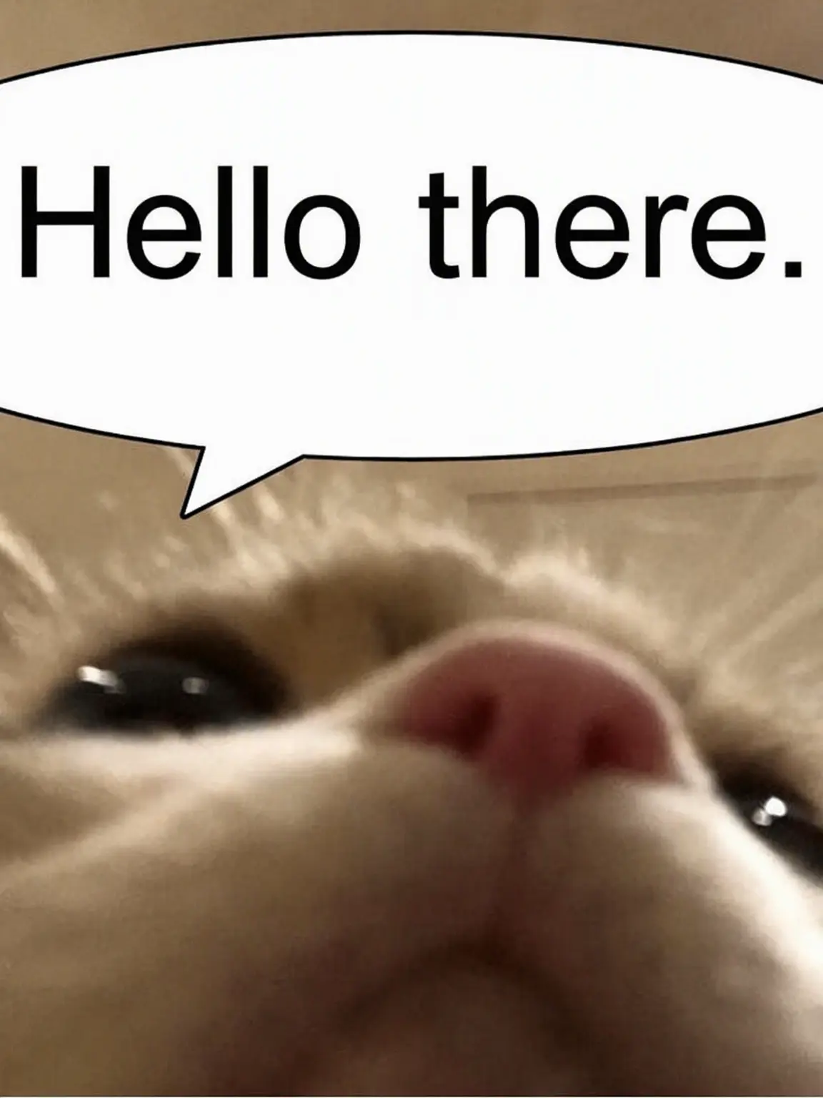 fjekf의 The Agent Who Picked Up a Cat