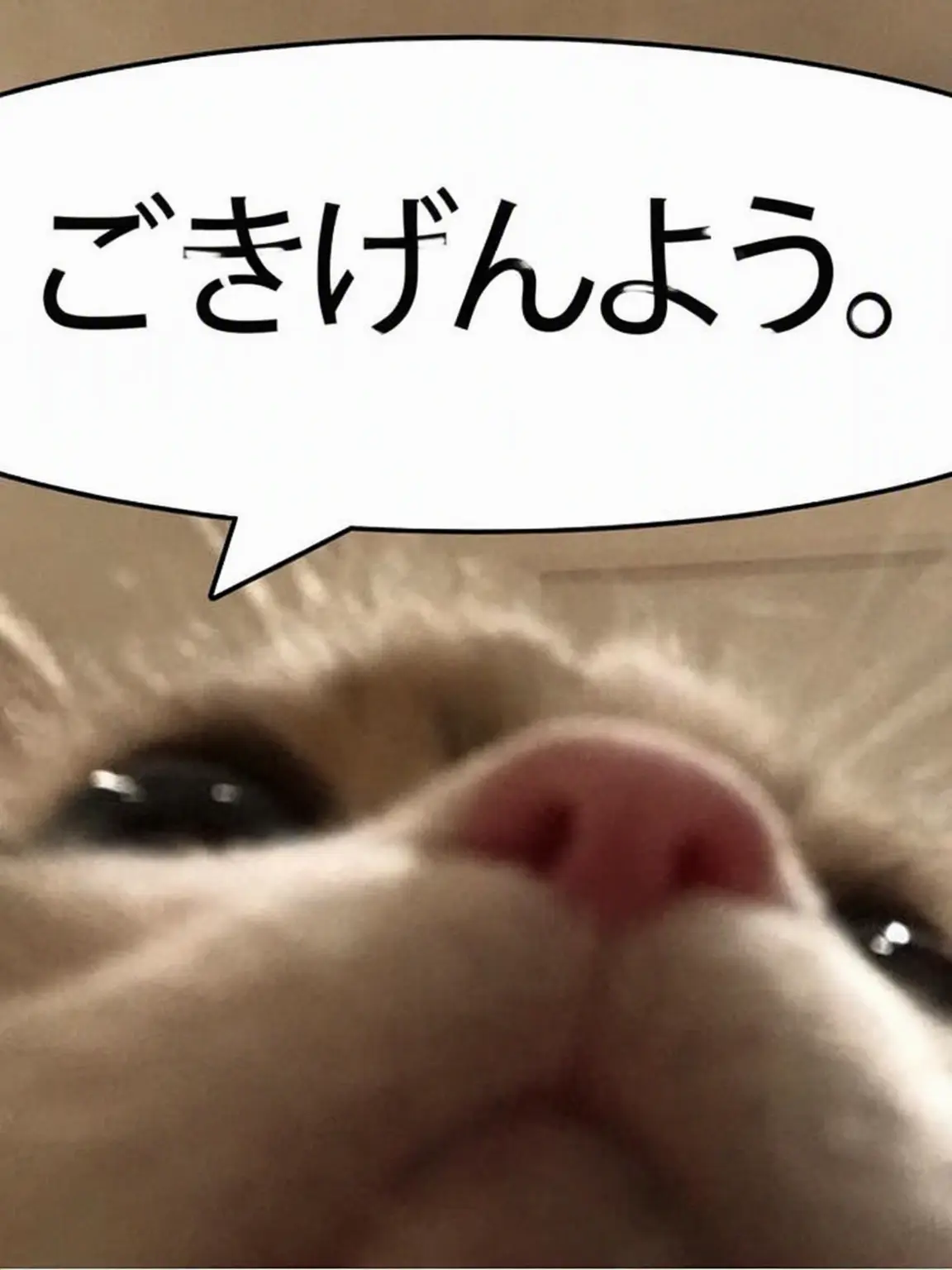 fjekf의 拾った猫とエージェント様