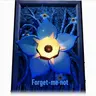 Profile image of Forget-Me-Not