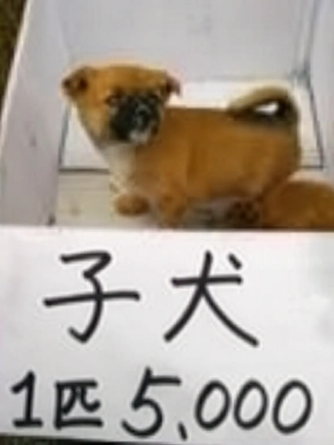 ABCDQWER_12321의 クッキーミルク帝国
