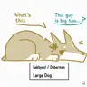 Profile image of Animal Pixely