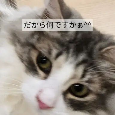 Profile image of 親戚たち