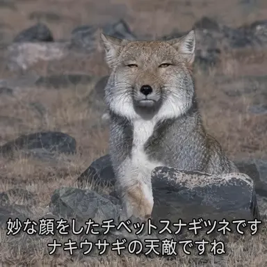 Profile image of キツネ女