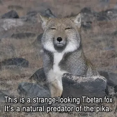 Profile image of Fox