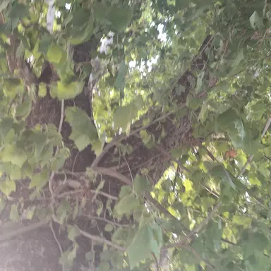 Profile image of 공룡