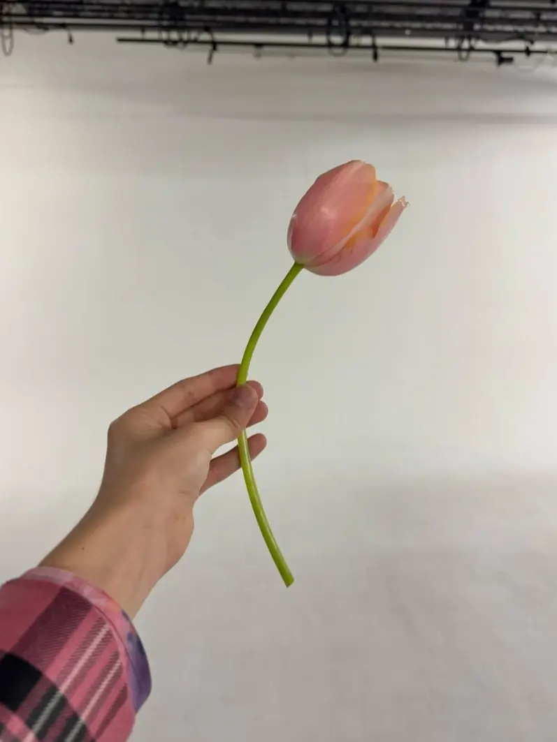 NutmegUrial1138의 橋本将生