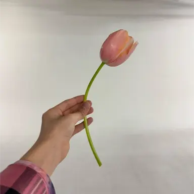 Profile image of 橋本将生