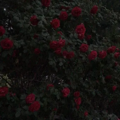 Profile image of 딜런