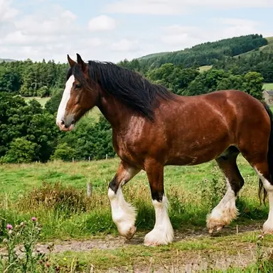 Profile image of Copperburn