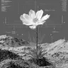 Profile image of L . M